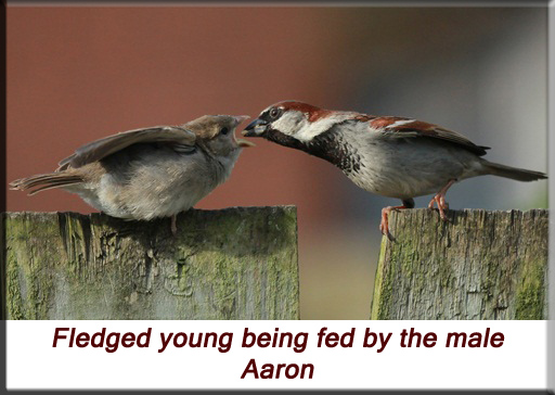 Aaron - Fledged sparrow being fed by the male